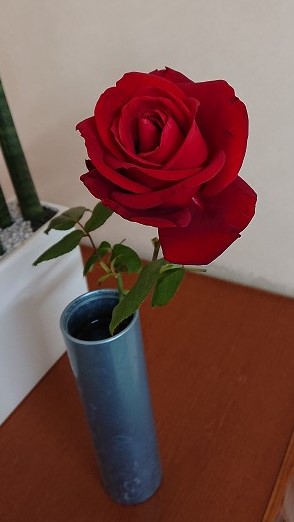 赤薔薇のうんちく🌸