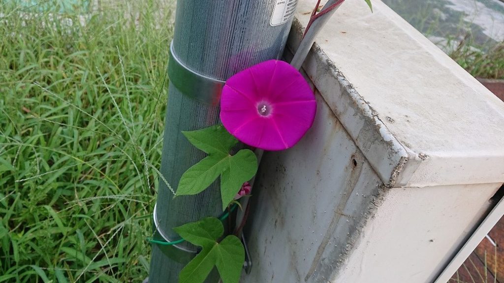 朝顔の　花のすがたの　ゆかしきに　何こは長き　秋の夜ぞよと