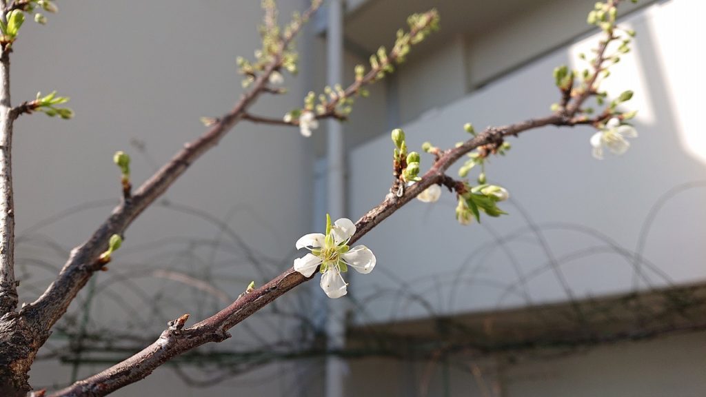 少しだけ、春を感じて