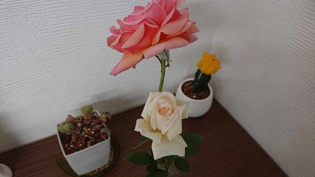 秋晴れ☀　秋薔薇🌹