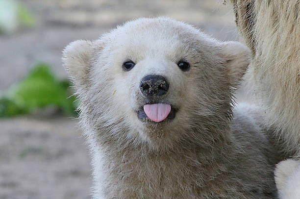 チーム 小熊さん🐻　頑張ってます！！