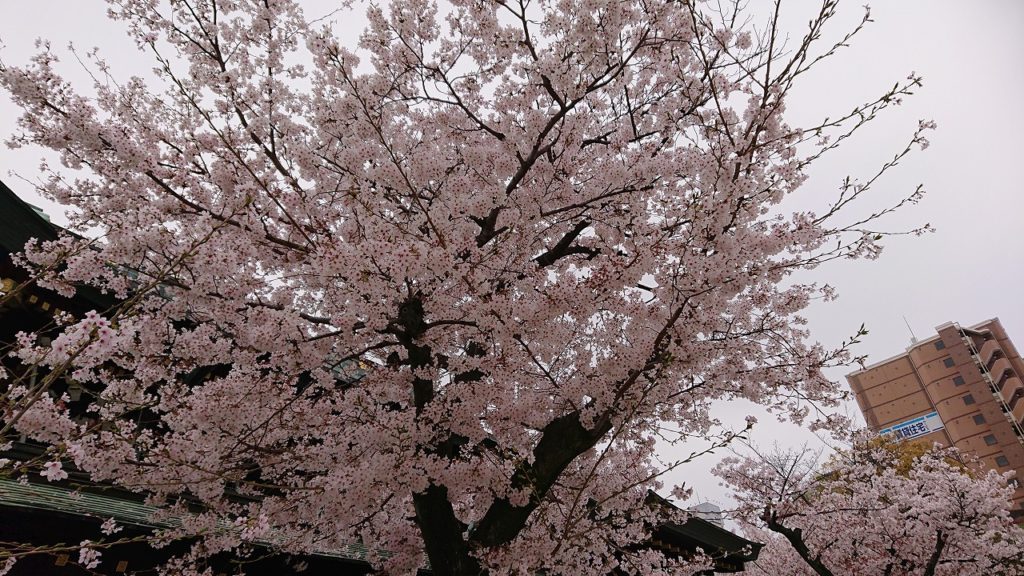 桜と壁梁🌸 鑑賞🌼