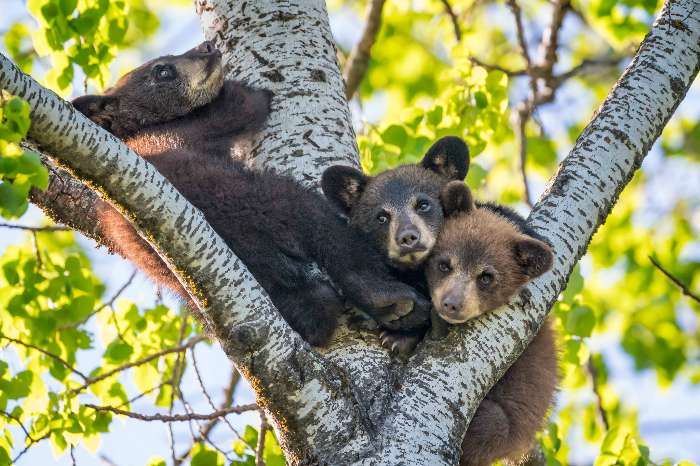 小熊ちゃんになりたい🐻