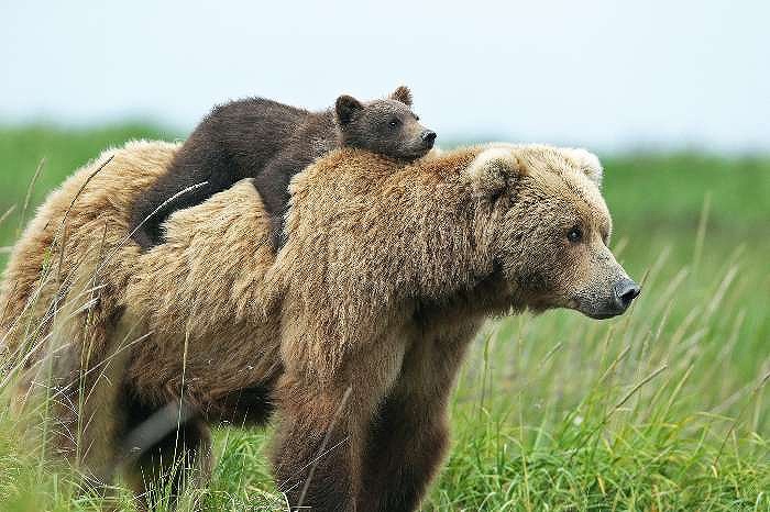 来年の干支は 熊にしようか🐻