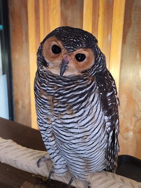 癒しのフクロウ🦉