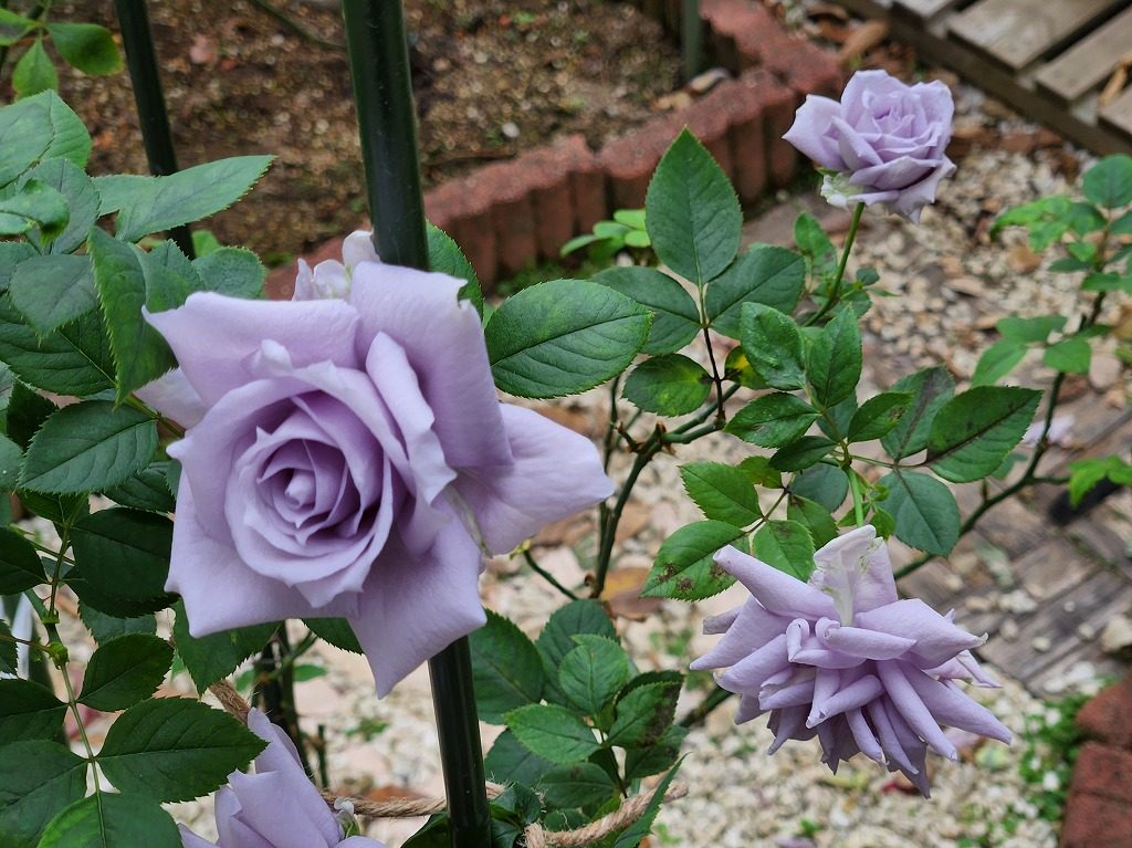 魔性の青薔薇 「青龍」