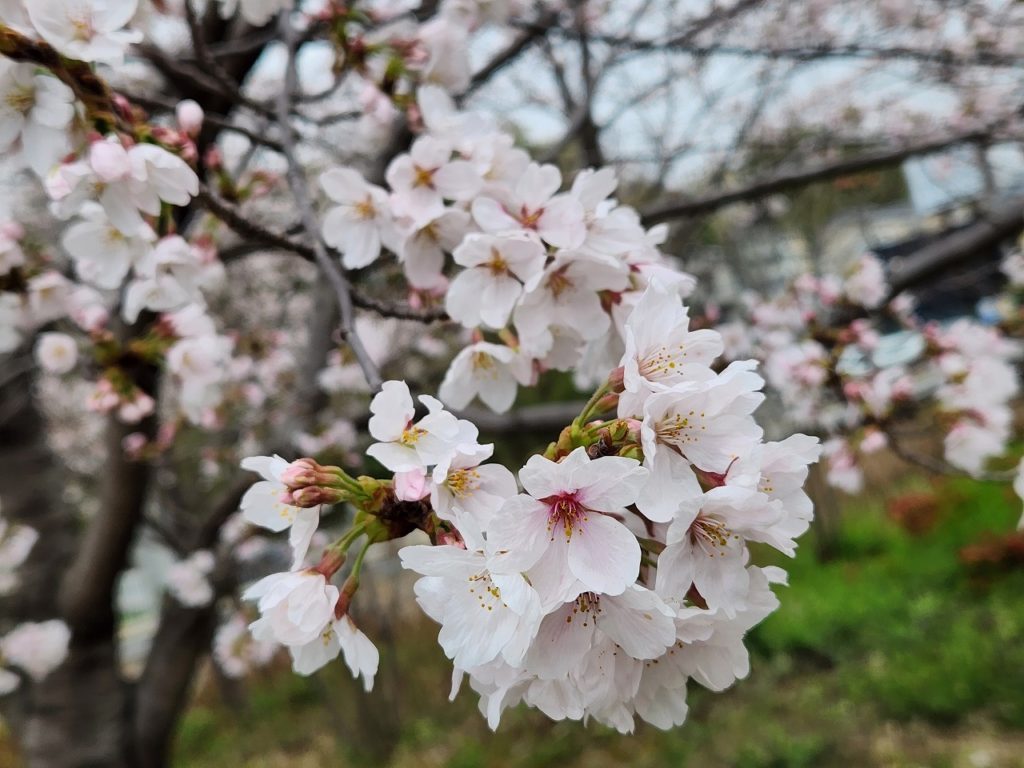 4月～新年度のスタートです🌸