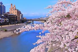 鴨川の桜はきれいなり🌸桜見ながら鉄筋組み😊