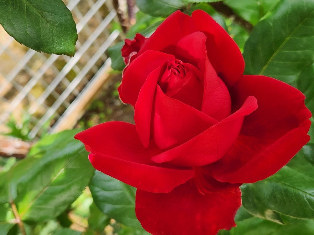 5月は情熱の薔薇🎵