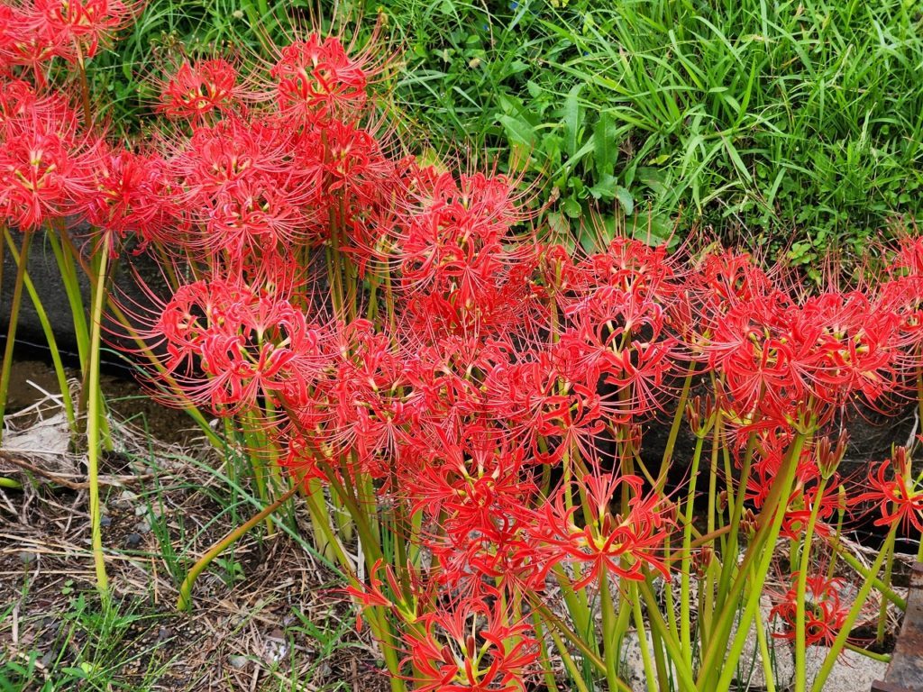 彼岸花見ながら 鉄筋入材🎵