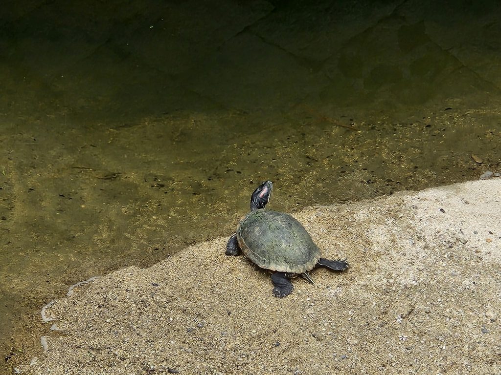 亀も現場を仰ぎ見てます🐢