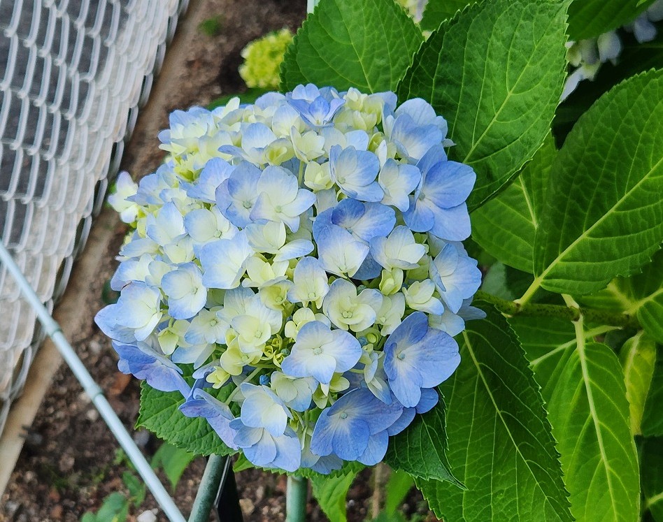 紫陽花を見るとついつい心が移り気に・・・(〃▽〃)