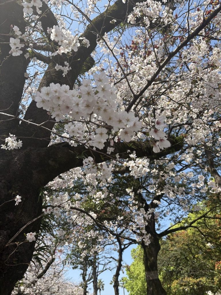 桜満開🌸 京都の現場ようやく再開!