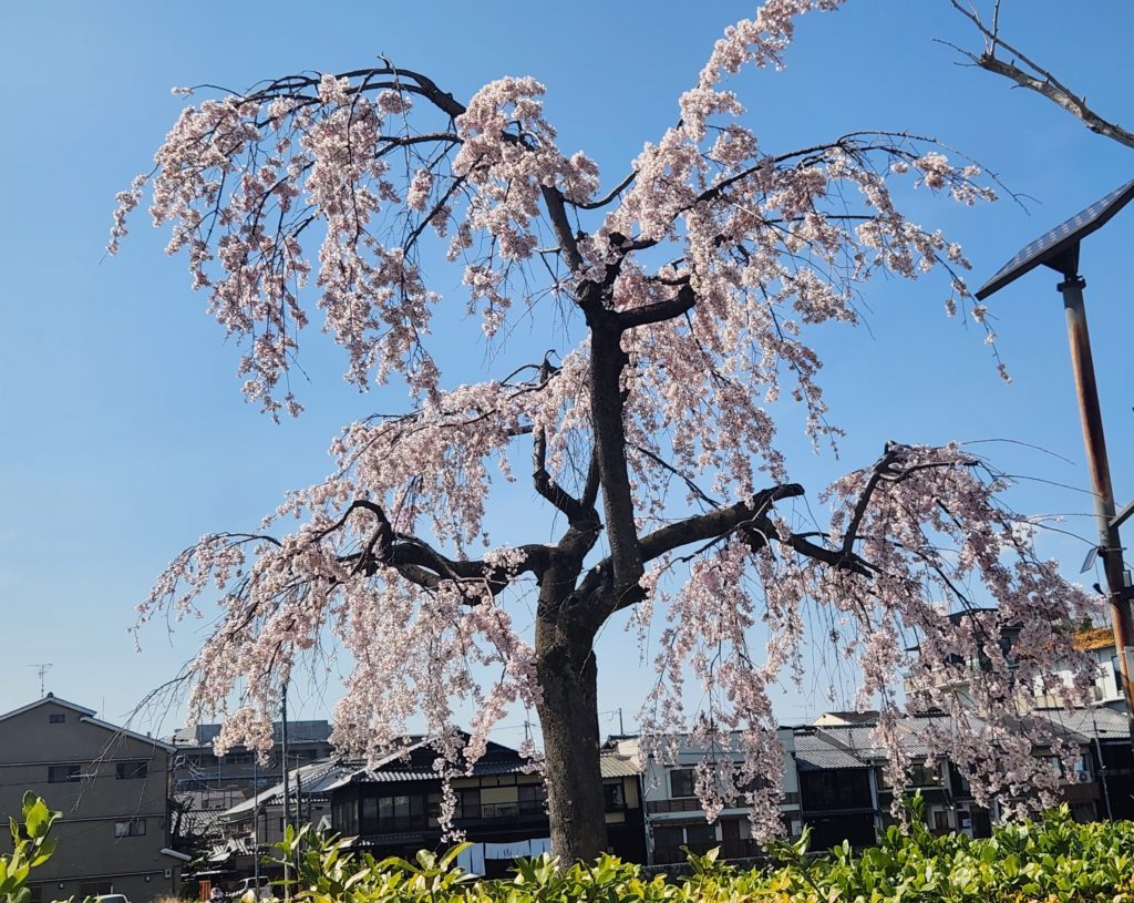4月1日 年度初めです🌸